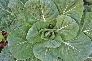 Collards - MORRIS HEADING Collard Greens Seeds - Heirloom - QTY: 300 - Picture 1 of 12