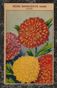 Edwardian Chromo Label for French Seed Envelope Dwarf Chrysanthemum Daisy 4x2.5 - Imagen 1 de 2