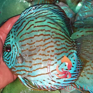 BLUE TURQUOISE - Picture 1 of 5