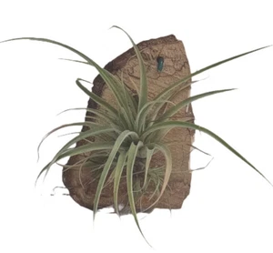Mount Your Air Plant on Wood - Tillandsia Stricta - Picture 1 of 1