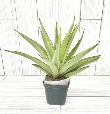 Sansevieria Espina Congelada/Plata ¡Raro! Vendedor de plantas de Estados Unidos #794 Foto 1 de 4