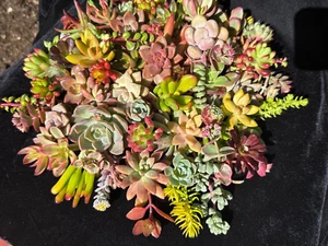 20 Beautiful, Colorful & Healthy Succulent Cuttings! 20 Varieties FREE SHIP - Picture 1 of 2