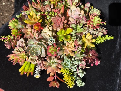 20 Beautiful, Colorful & Healthy Succulent Cuttings! 20 Varieties FREE SHIP - Image 1 of 2
