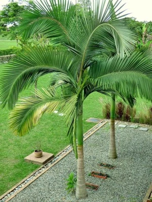 Archontophoenix alexandrae | King Palm | 10 Seeds - Image 1 of 4