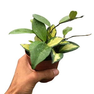 Hoya Carnosa 'Krimson Princess' - Picture 1 of 6