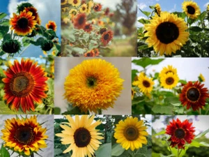 7 Sorten bunter Sonnenblumen mix bunte rot gelb Sonnen Blume Mischung zweifarbig - Bild 1 von 7