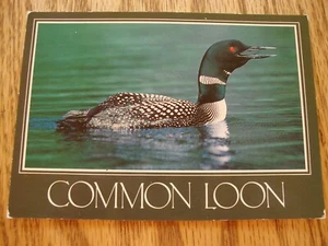 Neue Postkarte Malerischer GEMEINSAMER LOON VOGEL im Wasser - Bild 1 von 1