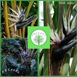 Bird of Paradise - Strelitzia nicolai - Giant White form - 10 seeds (O) abceeds - Picture 1 of 5