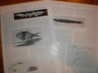 Article on deep sea fish 1908