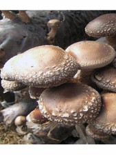 SHIITAKE IMPERIAL MUSHROOM MYCELIUM SPORES SPAWN DRIED SEEDS 20 g Pack