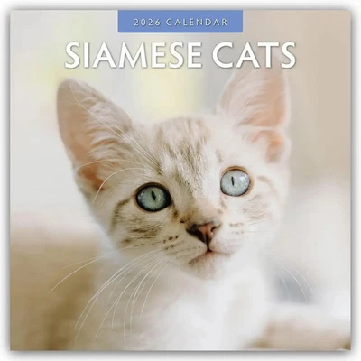 BROWNTROUT VERLAGS GMBH Siamese Cats - Siamkatzen - Siamesische Katzen 2026 - 16-Monatskalender | Red