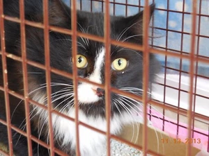 HELP SPONSOR TNR SPAY NEUTER FEED FERAL CATS NONPROFIT RESCUE CHARITY FreyaCat - Picture 1 of 10