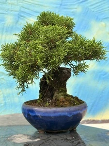 Joe Bonsai Chinese Juniper Juniperus Shohin " Itoigawa " 30 Years Bowl Japanese - Bild 1 von 10