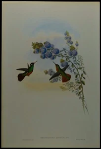 John Gould Xantus's Hummingbird British Museum Official Limited Print - Bild 1 von 2