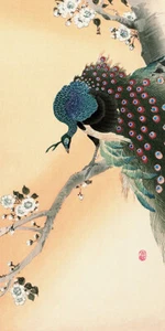 Ohara Koson - Peacock on a Cherry Blossom Tree - Canvas Print Wall Art - 2 sizes - Picture 1 of 1