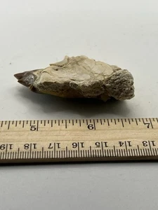 PAPPOCETUS RARE 44 Mi Jahre 2" SC 306 - Bild 1 von 5