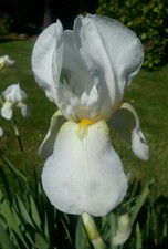 Tall Bearded Iris 5 mix perennial Plant Rhizome