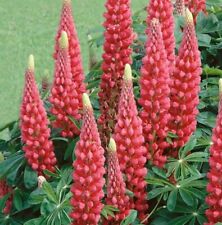 10 x Lupin The Pages Carmine Red plugs plant now biennial flowers pollinator