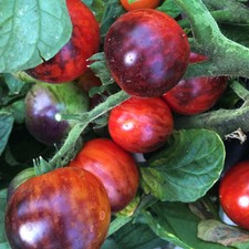 Indigo Dwarf Shadow Boxing Tomato Seeds Free shipping blue black