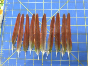 Y32 Lot Of 10 Captive Raised Green Cheeked Conure 5" Red Tail Feather - Picture 1 of 1