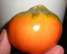 Aladdin's Lamp Tomato! Rare! 20 Seeds! We Sell Over 200 Kinds Of Tomatoes!