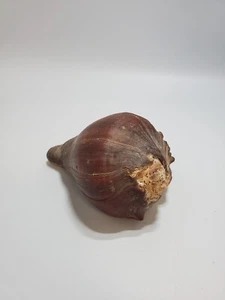 Conch Sea Shell Beach Ocean Decoration Sea Snail Mollusk Shell Large Aprox. 6" - Picture 1 of 3