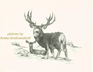 #149 MULE DEER * wildlife  art print *  pen & ink drawing by Jan Jellins - Picture 1 of 9
