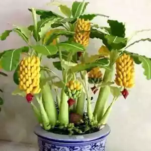 Dwarf Banana Tree Seeds Bonsai Plant Exotic Rare Fruits Garden Planting 100pcs - Picture 1 of 7