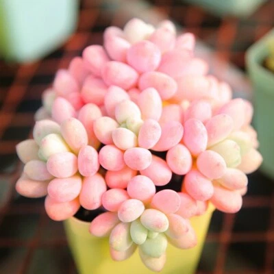 Pachyphytum Rococo two heads about 6cm nice succulent plant - Image 1 of 4