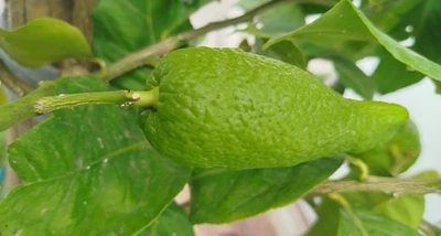 Limón en forma de guindilla —curiosidad natural para coleccionistas 100% natural - Imagen 1 de 2