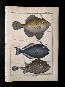 BONNATERRE - BOXFISH - PL.12 FOLIO ORIGINAL FISCHDRUCK GEDRUCKT 1788 - Bild 1 von 1