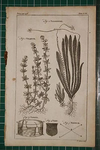 1764 ANTIQUE PRINT ~ VALLISNERIA ~ VALANTIA BOTANY VERTICAL VERT  VAPOUR ~ - Picture 1 of 1