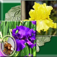 6 Iris = Tall Bearded 3 His Royal Highness + 3 Harvest of Memories Large Bulb