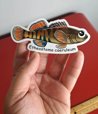 EXTREME PHILLY FISHING EPF Rainbow Darter (JAPANESE CARTOON) DIE CUT GLOSSY STICKER!