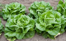 Butterhead Lettuce 50+ Seeds