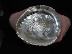 Sea Shell Haliotis midae 152 mm ID#6916 - Imagen 1 de 4