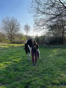 Reitbeteiligung gesucht (Reiter sucht Pferd) - Bild 1 von 8