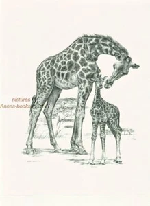 # 154 GIRAFFE mit BABY wild life Kunstdruck * Feder- und Tuschezeichnung von Jan Jellins - Bild 1 von 1