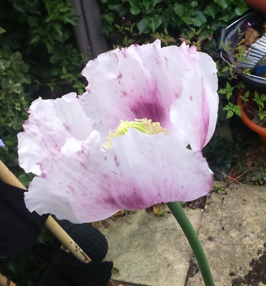 Very Rare SILK ROAD High Alkaloid Poppy Seeds (P. somniferum) - Image 1 of 4