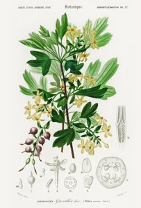 Goldene Johannisbeere (Ribes Aureum) - 1849 - Botanische Illustration Poster - Bild 1 von 1