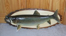 36" Lake Trout Real Skin Taxidermy Canadian Caught Log Mounted Fish 35 Pounds