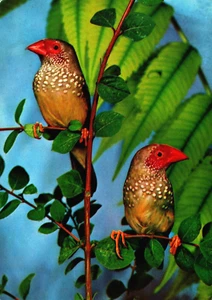 Pretty Birds on a Branch Vintage Postcard BP11 - Picture 1 of 2