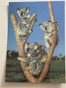 Cute Australian Koala Bears Family Photograph Postcard Australia Unposted 242 - Picture 1 of 2