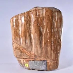 Muestra de madera petrificada, tocón de forma libre de madera fósil pulida, Indonesia 215 mm - Imagen 1 de 5