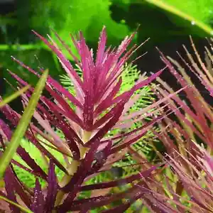 Emersed - Limnophila Hippuridoides Cutting Floating Easy Tank Pond Plant Fish - Bild 1 von 2