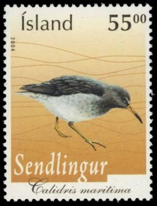 ICELAND 1029 - Purple Sandpiper "Calidris maritima" (pb40873) - Picture 1 of 1