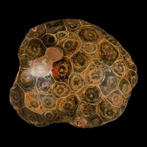 3.7" Polished Hexagonaria Coral Fossil Devonian Age 350 Million Yrs Old Morocco - Picture 1 of 7