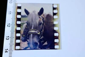 tolles altes Farb-Dia - Portrait Pferd Haflinger ?  - 80-90er Jahre  - Picture 1 of 1