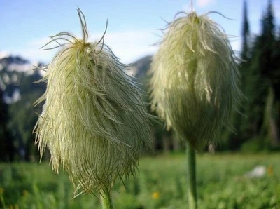 Anemone occidentalis | Western Pasqueflower | 20 Seeds - Image 1 of 4