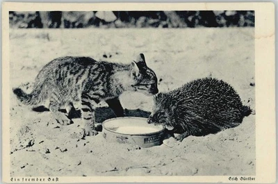 10012794 - Igel und junge Katze am Futternapf, E. Guenther - Bild 1 von 2